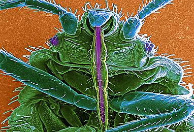 《暗黑4》周末奖励 玩家能获得额外经验值和金币